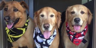 Non-standard Product Images Can Spur Sales