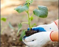 Victory Gardens 2.0: Gardening in the Pandemic Era | Trends
