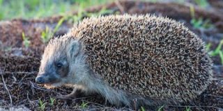 For Omnichannel Retailers, Hedgehogs Beat Foxes