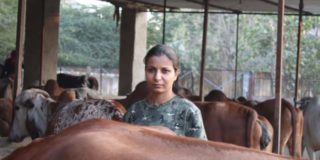 After IIM, This Young Lady Quit Plush Job To Work With Cattle And Milk