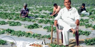 Bihar Farmers Prove Scientists Wrong, Grow Strawberries With Sweet Returns!
