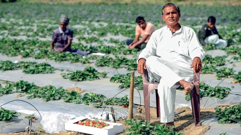 Bihar Farmers Prove Scientists Wrong Grow Strawberries With Sweet Returns