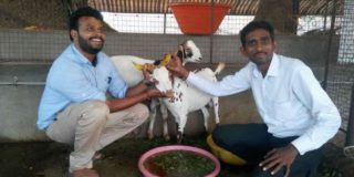 Scientist Quit Job In US, Earning Lakhs From Remote Village By Rearing Goats