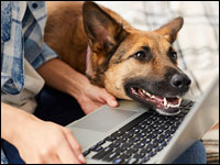 Pet Products and Services Market Takes a Fancy to E-Commerce | E-Commerce