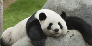 The-anniversary-of-Panda-and-what-we-desperately-need-to-remember-about-search.png