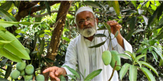 STD 6 Pass Padma Shri Recipient Takes Mango Cultivation To Unimaginable Level
