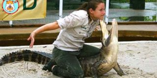 Top Highest Paying Jobs: Top 1 Be A Caretaker For Crocodiles #woaanimals