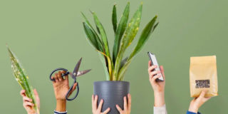 plant-hobby-business-810.jpg