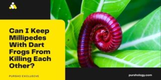 Can I Keep Millipedes With Dart Frogs From Killing Each Other?