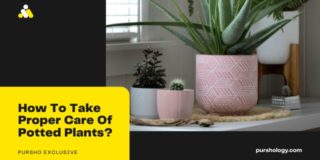 How To Take Proper Care Of Potted Plants?