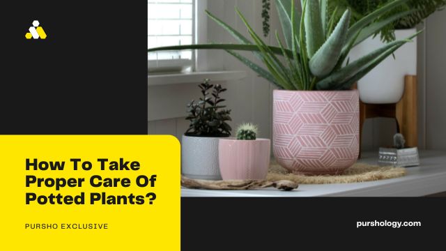 How To Take Proper Care Of Potted Plants